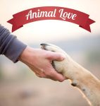 "Give a Dog a Bark" for Donations