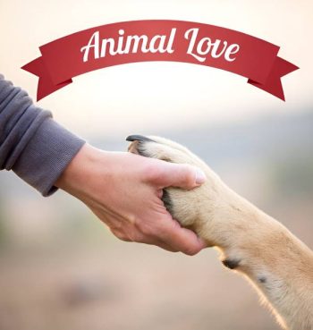 "Give a Dog a Bark" for Donations