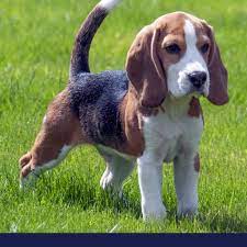 Cute dog 6