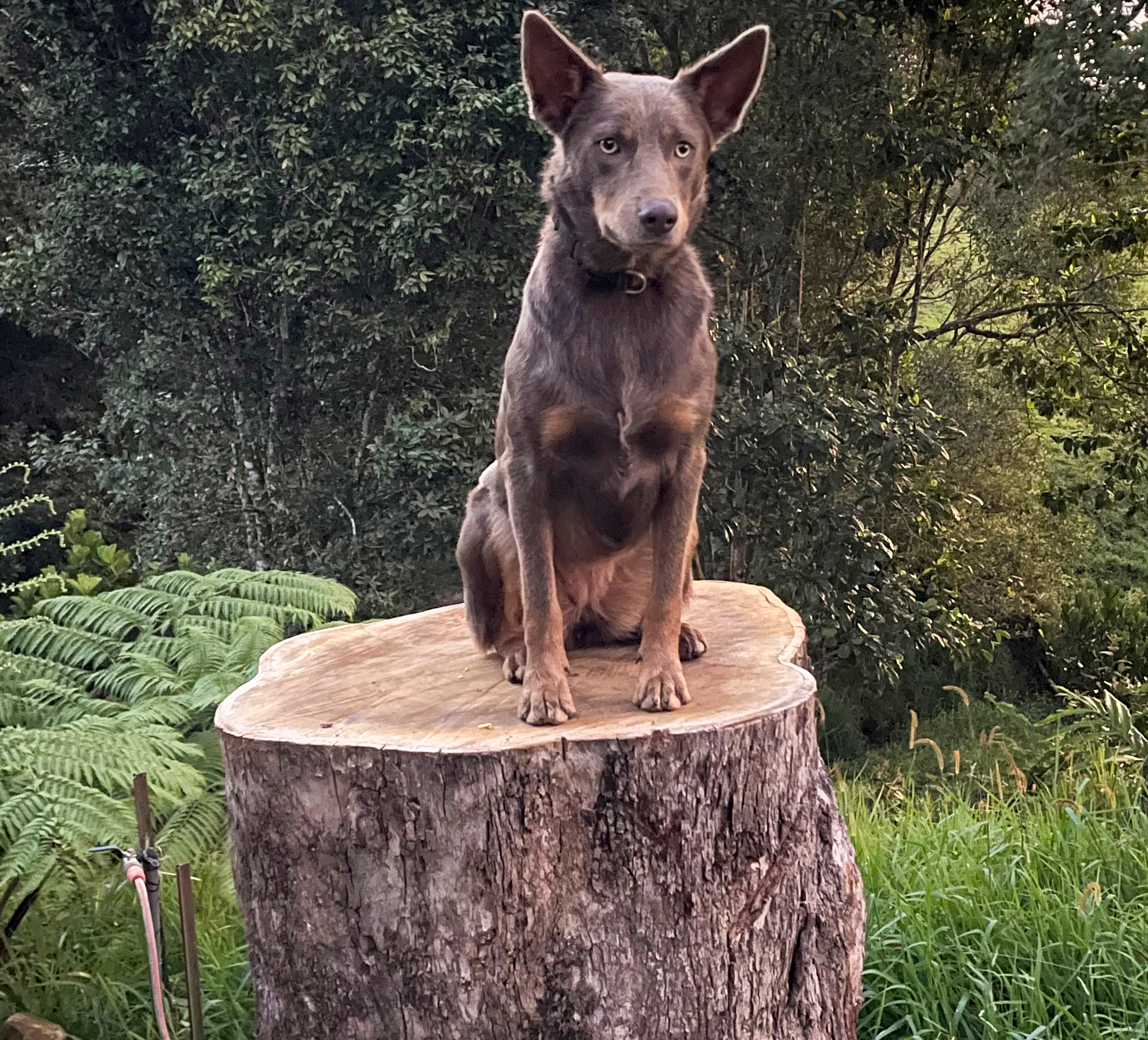 bella farm dog 2