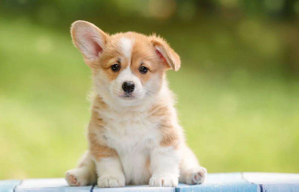 cute dog 1