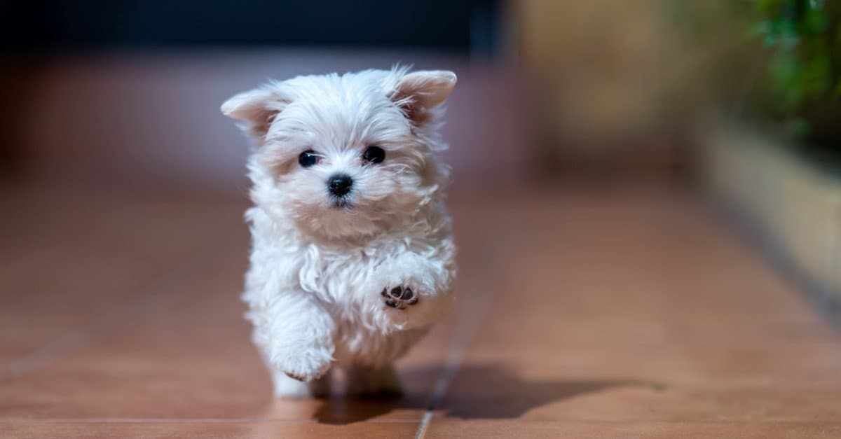 cute dog 8